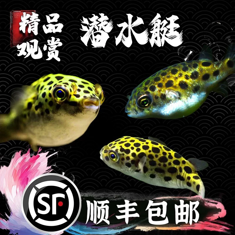 金娃娃小型淡水热带潜水艇河豚鱼活体观赏宠物鱼好养肉食可爱鱼缸