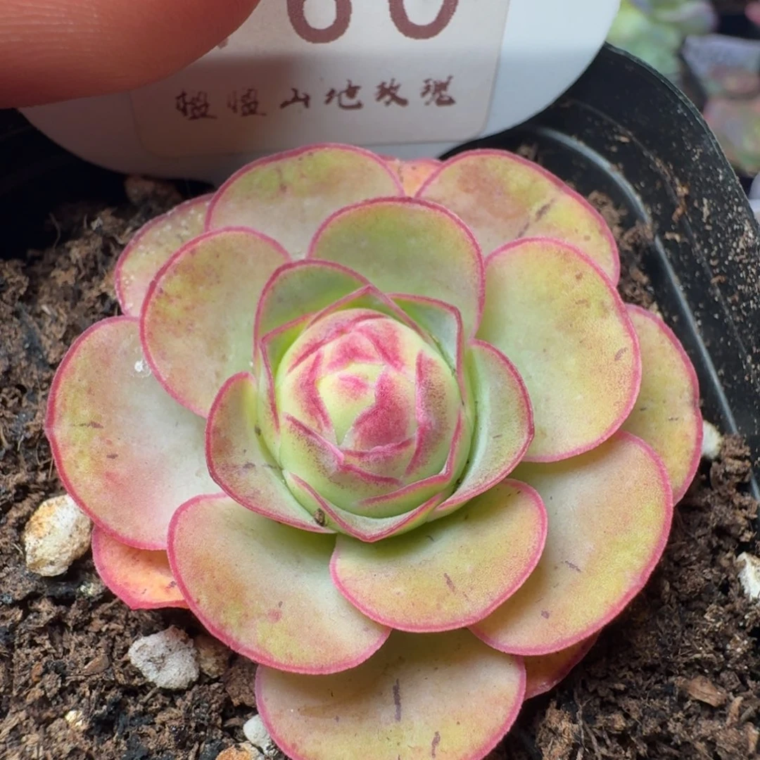 楹楹-160-冠幅  4cm