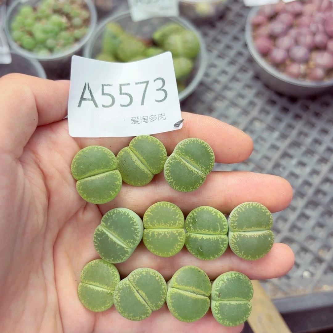 5573—生石花 生石花