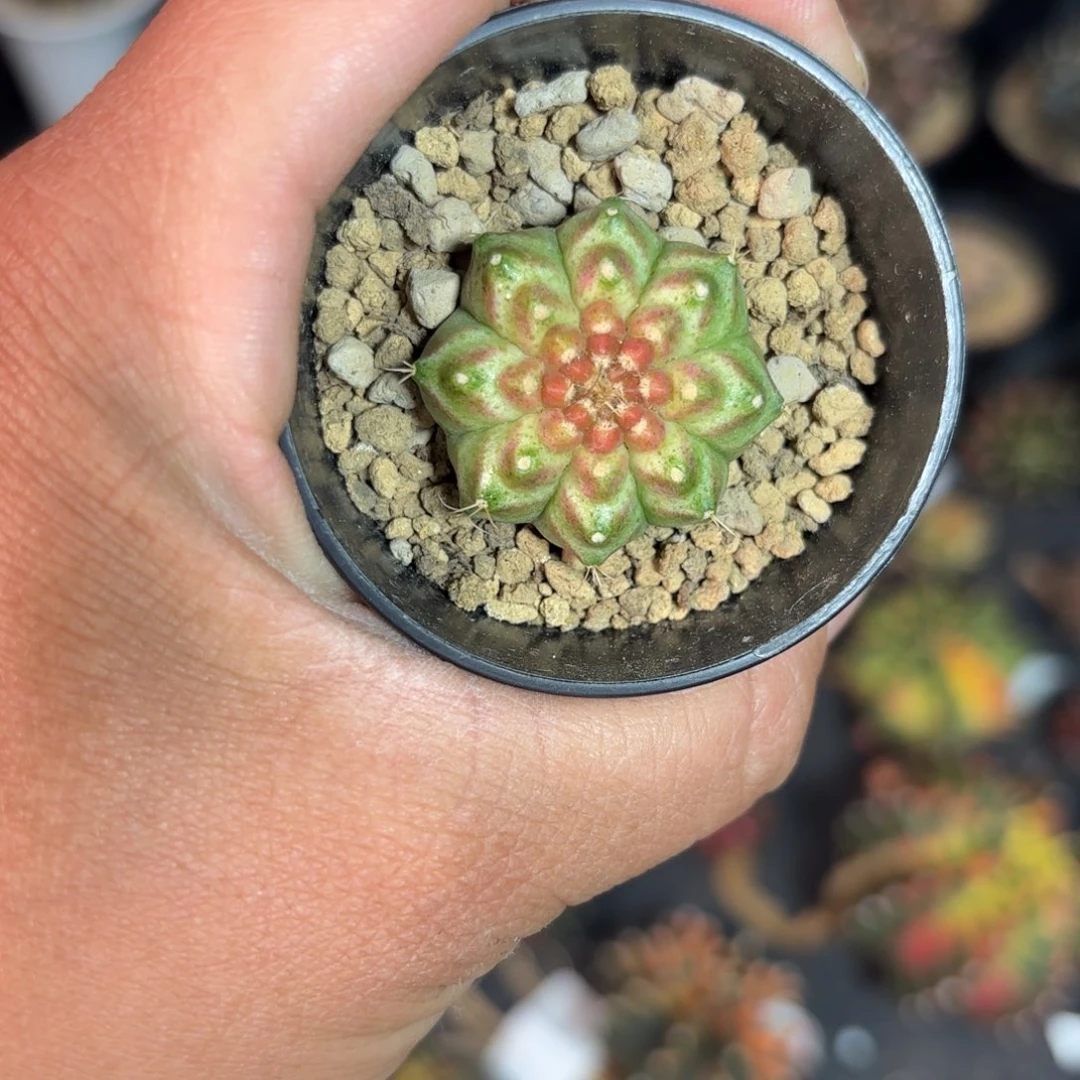 泰系实生轮回仙人球