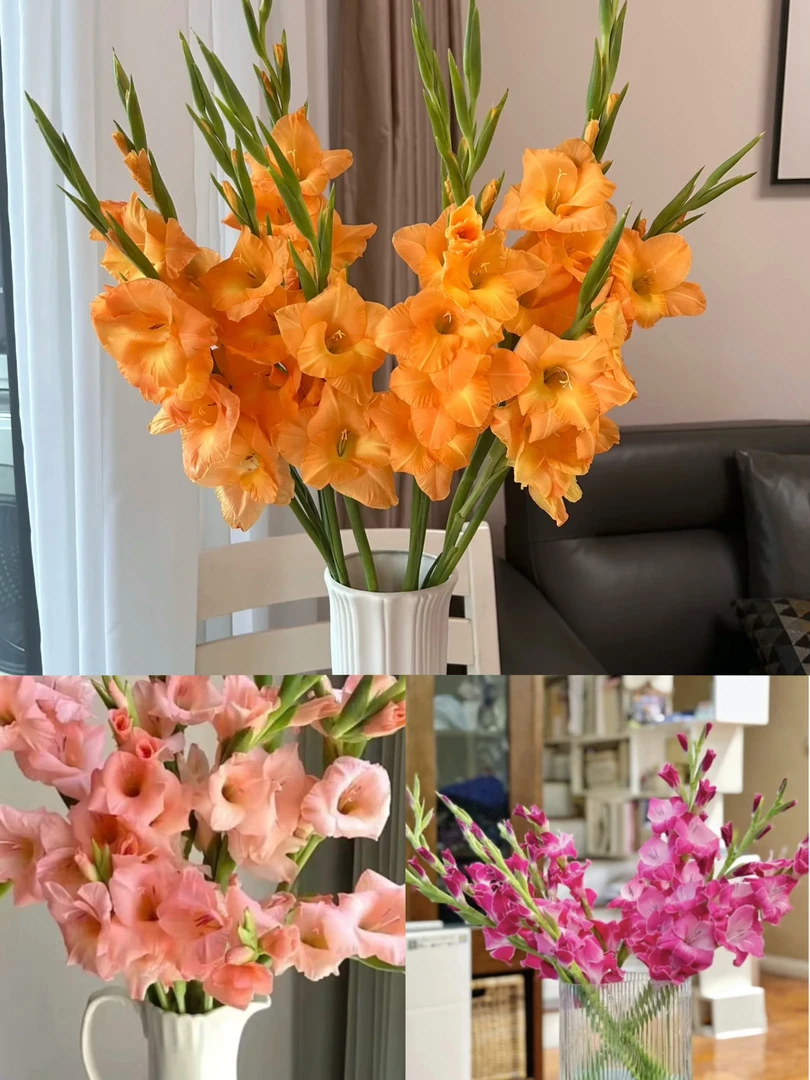 剑兰1颗种球颜色随机规格不分大小最小规格周长10-12cm介意勿拍