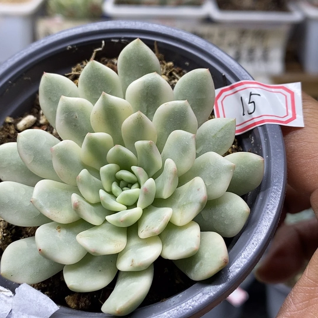 2415 红宝石覆轮锦