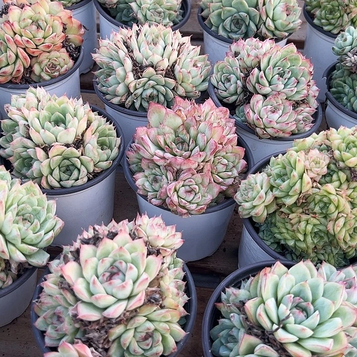 原盆麦秆     福利多多