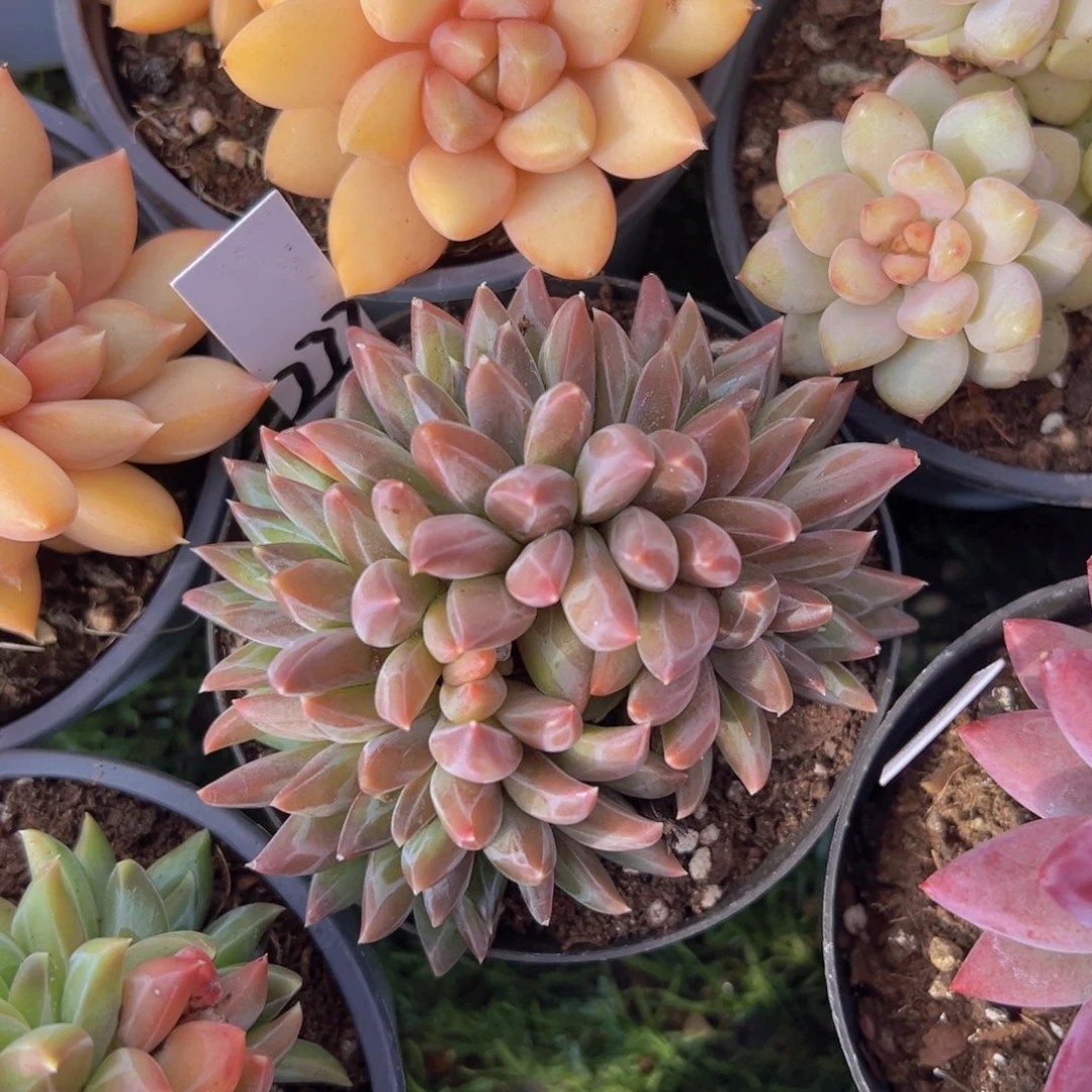 香玉的故事是一个人的故事