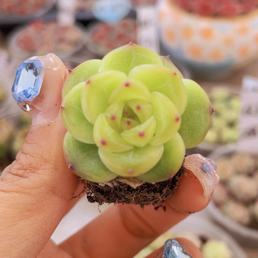 一颗00000000000008