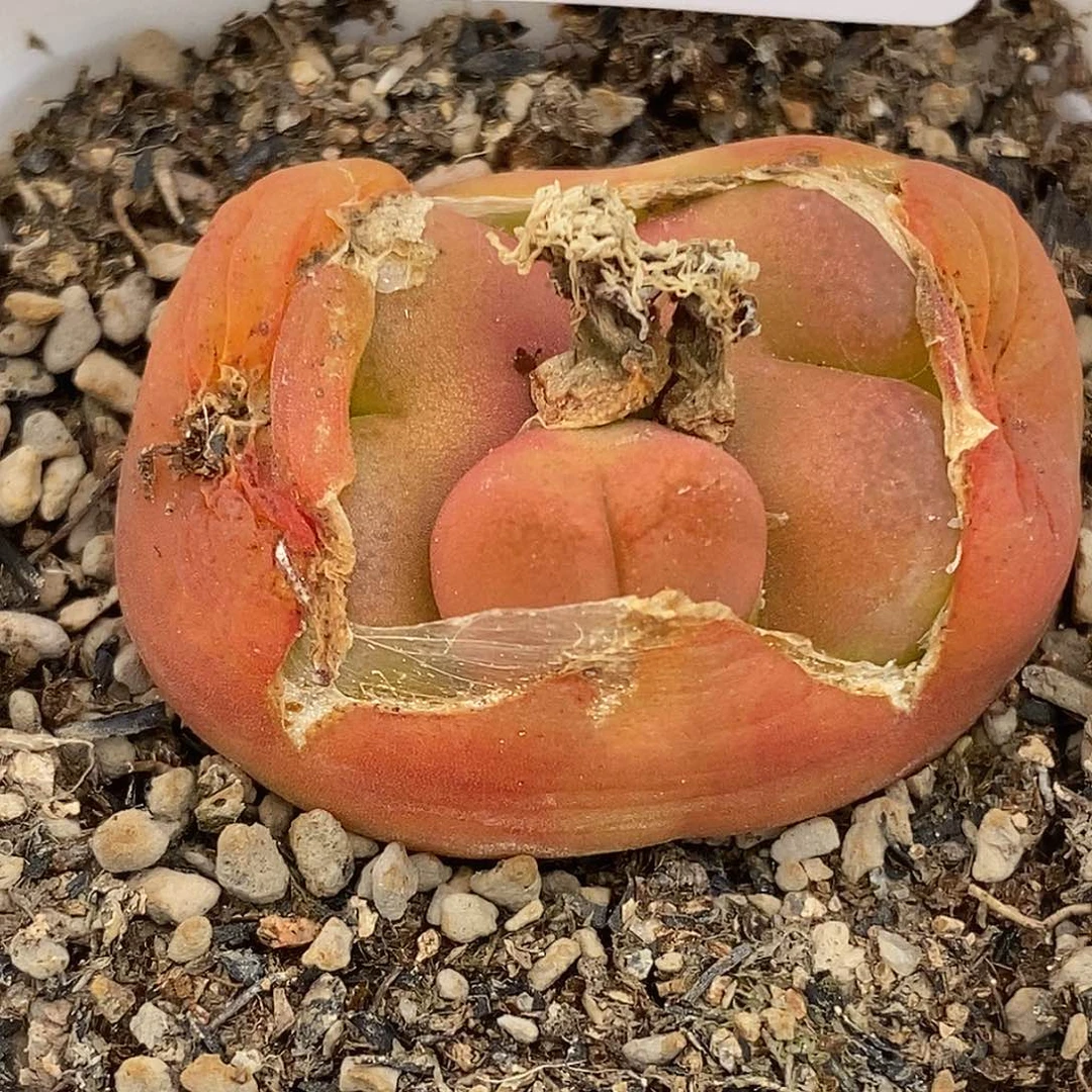 桃喜花园0513-2水蜜桃