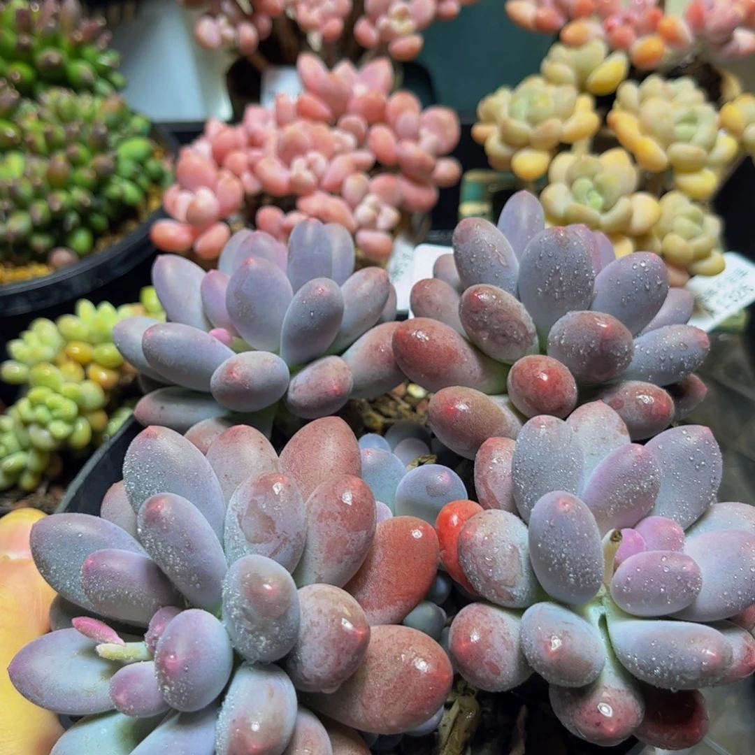 1258彩虹奶大群15厘米