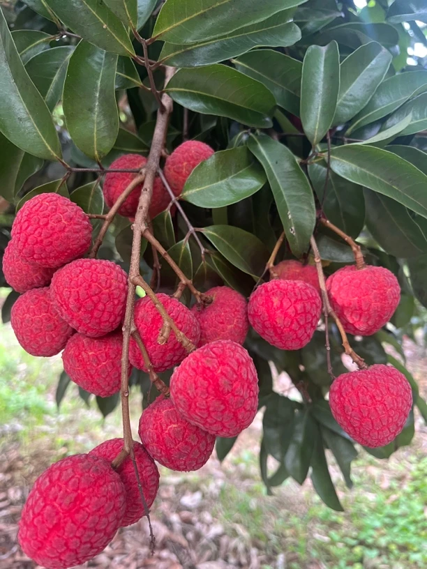 玲珑荔枝新鲜现摘应季水果 京东空运包邮