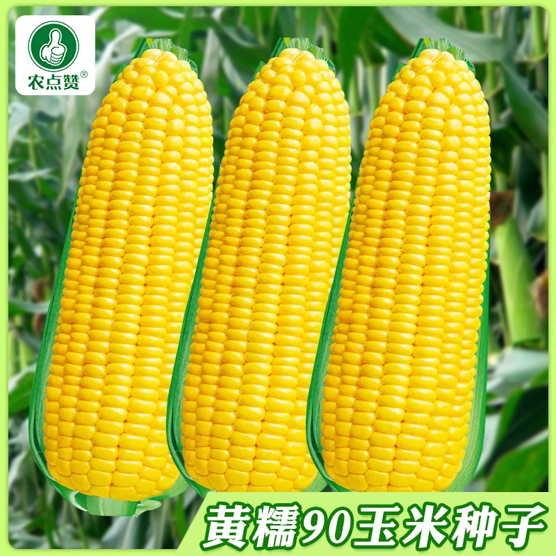 【黄糯玉米种子】厂家直销，可大面积种植春播黄糯90玉米种籽孑