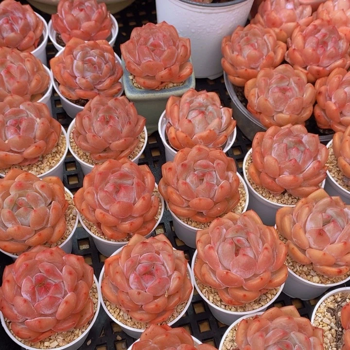 量拍66号 果冻韩版仙女橙单头5个