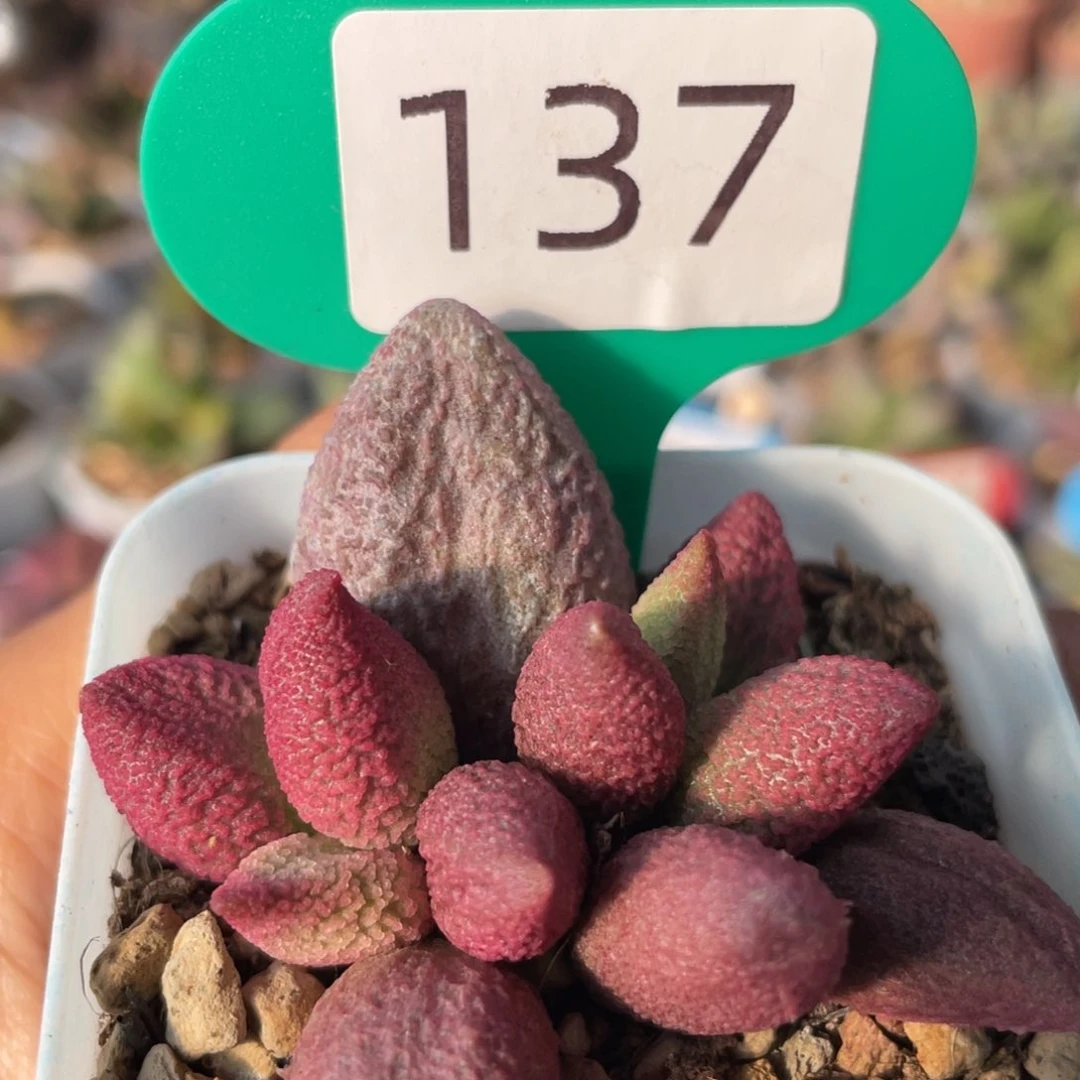 种***猫           少女心。