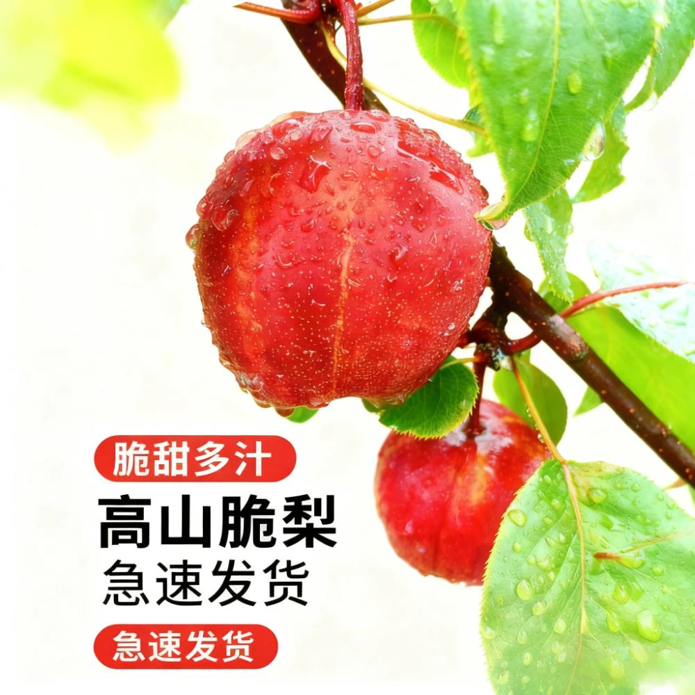 【发顺丰】河南灵宝高山彩虹梨细腻果肉营养健康清甜爽口好吃不过瘾