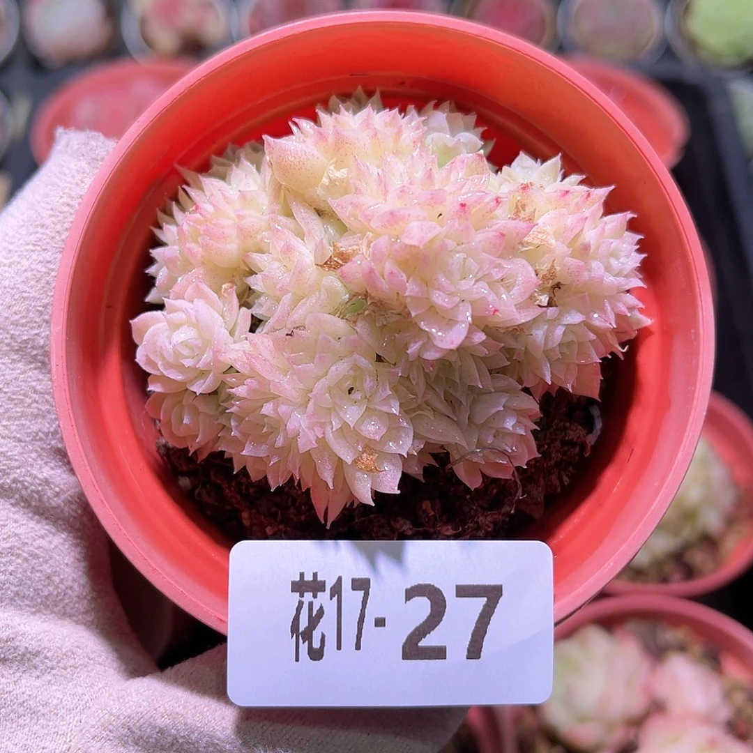 花利美17-27麦秆群