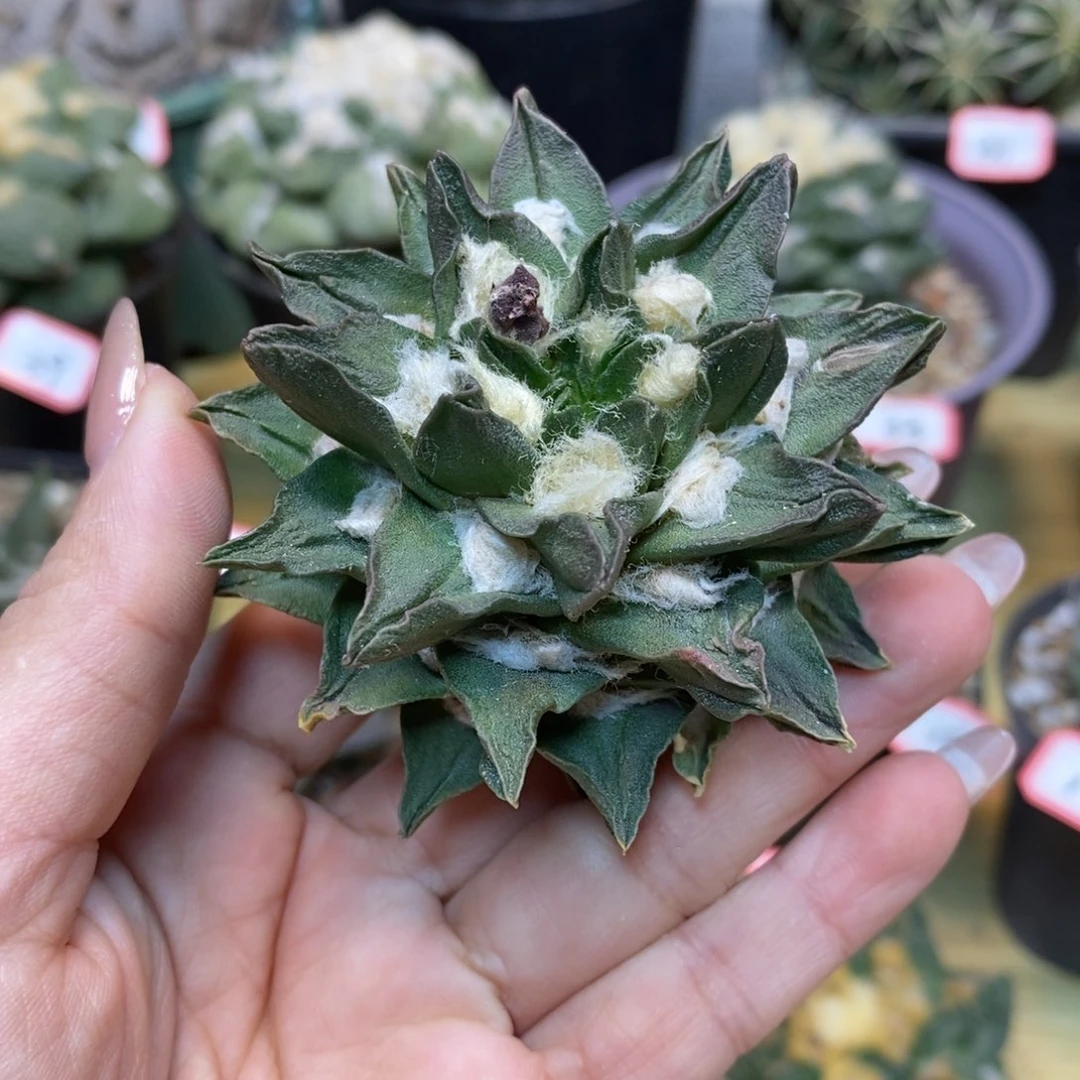 41号 苗接皱尤龙角7公分 无根