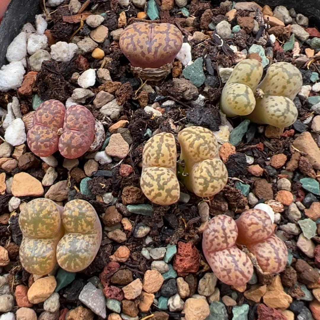 8.26好看的多肉脱土发货371