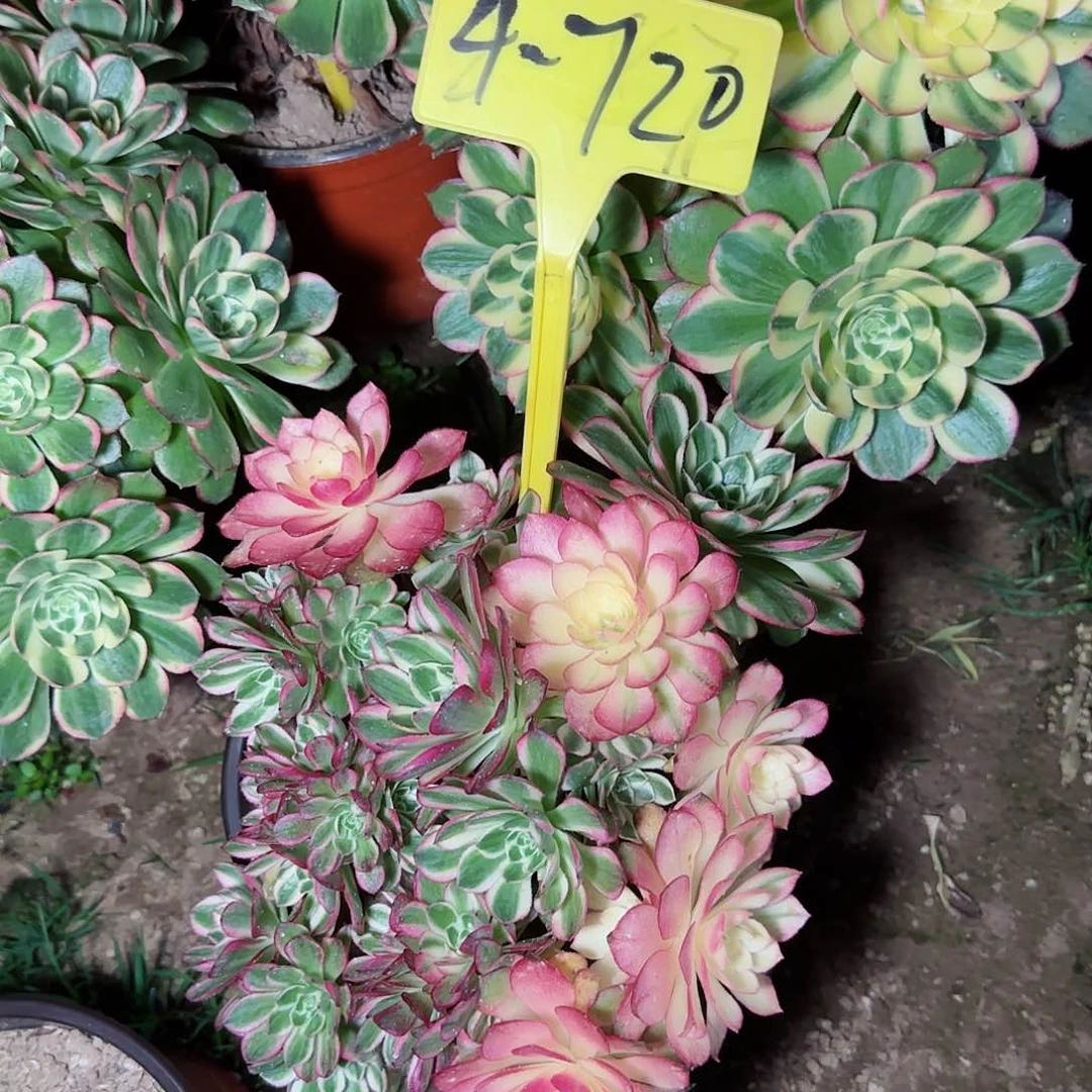 l***.4-720---多头多肉植物