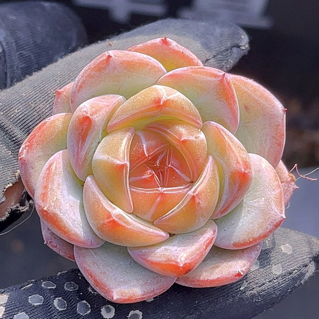 647一物一拍 新品 尝鲜