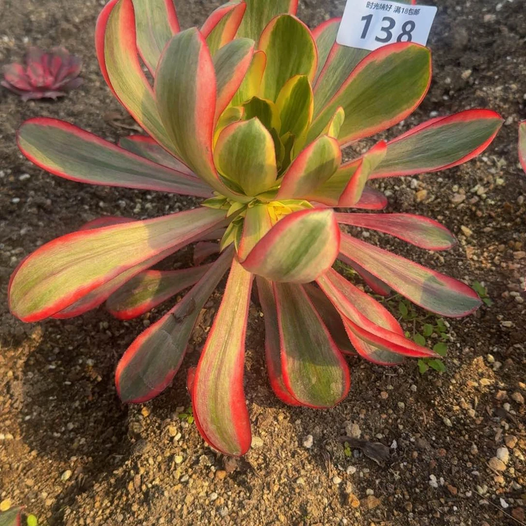 _***?138红魔女到春天。多肉植物