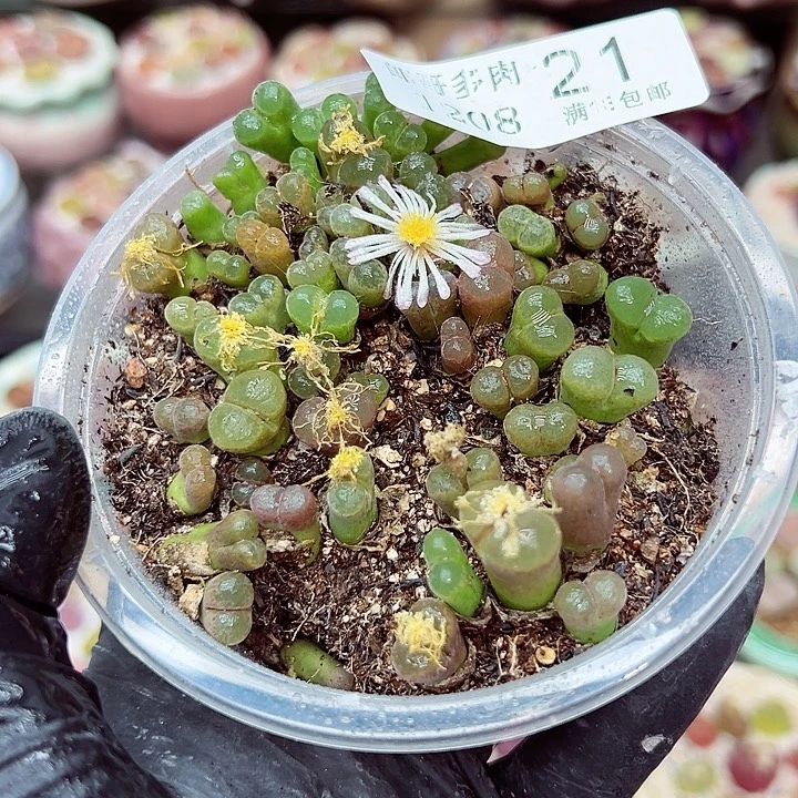 生石花满18包邮1208-21