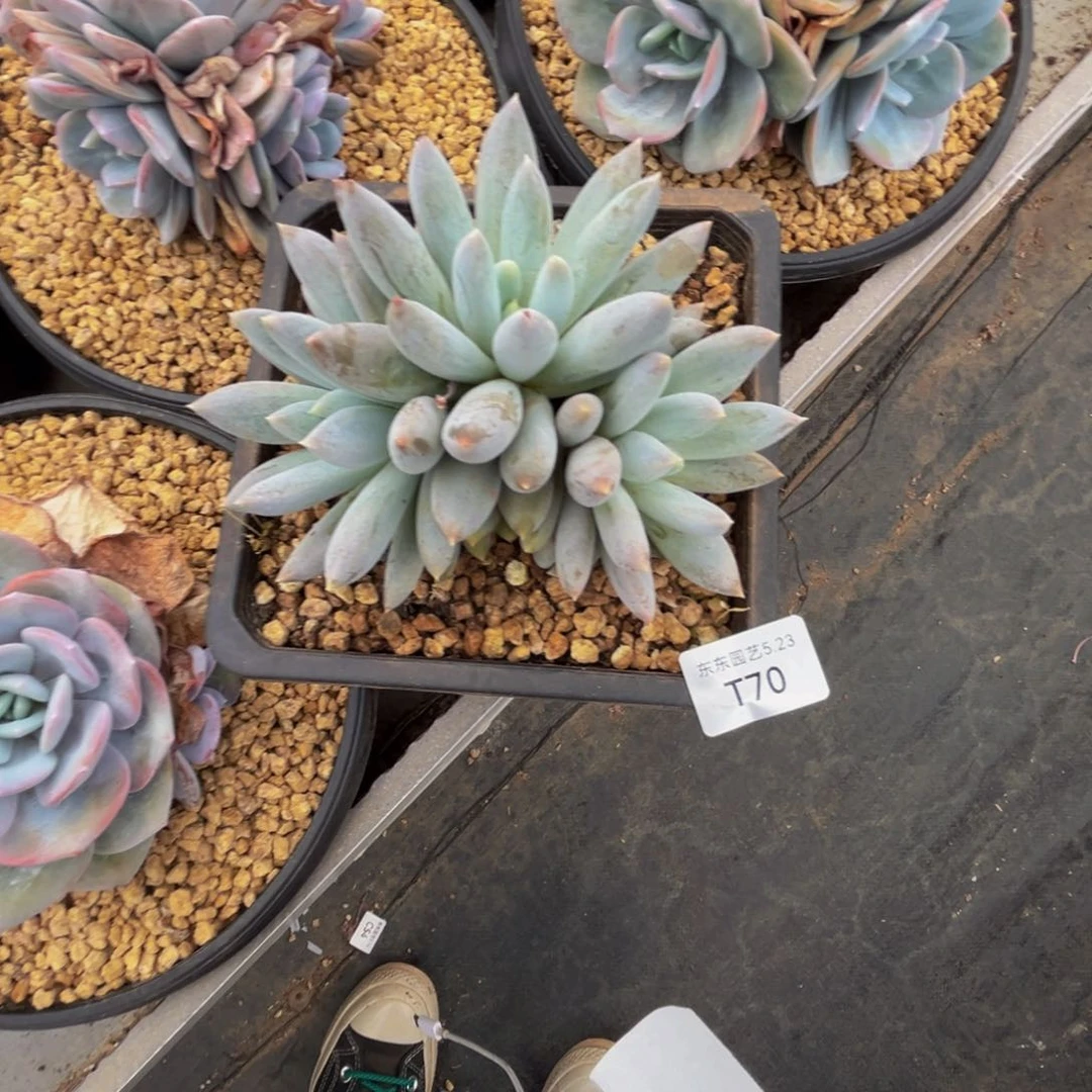 莎*姐t t t t t t t t t t 70