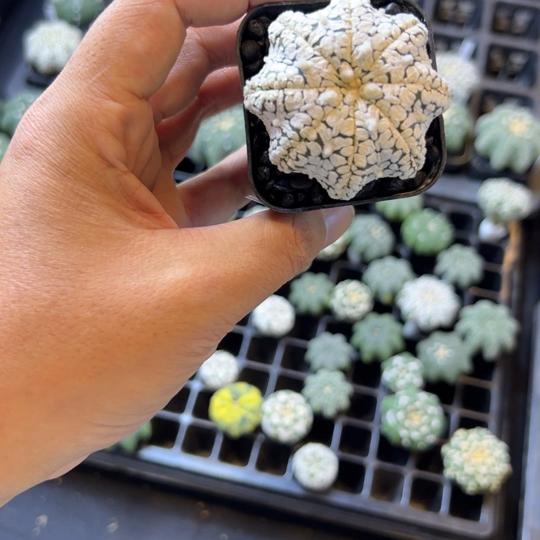 M****1D060号兜仙人球多肉植物