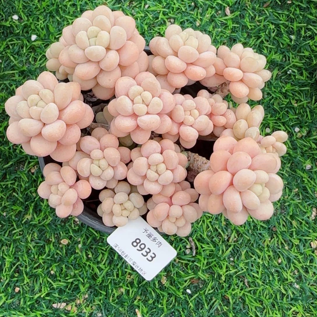 洛可可无砍，8933多肉植物