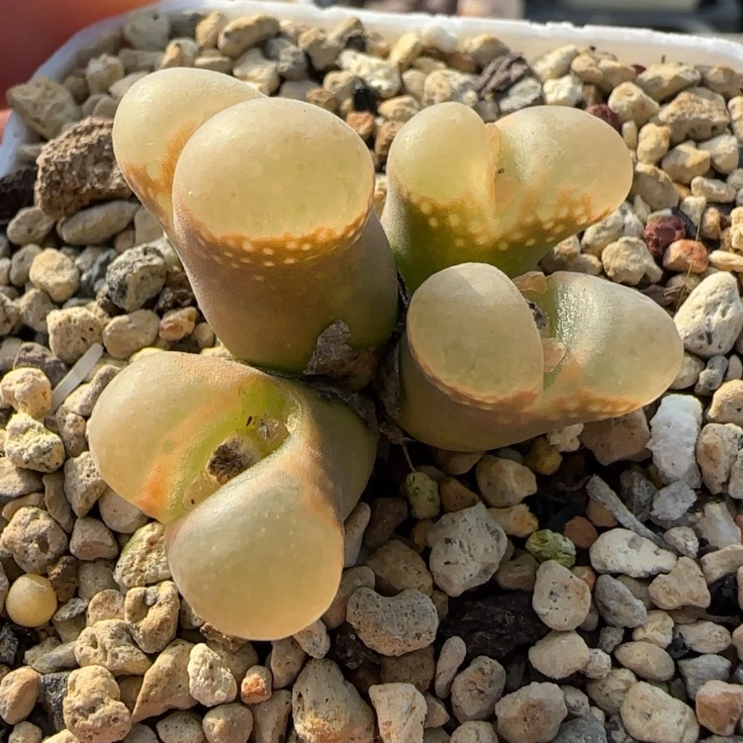 多肉植物极光170号