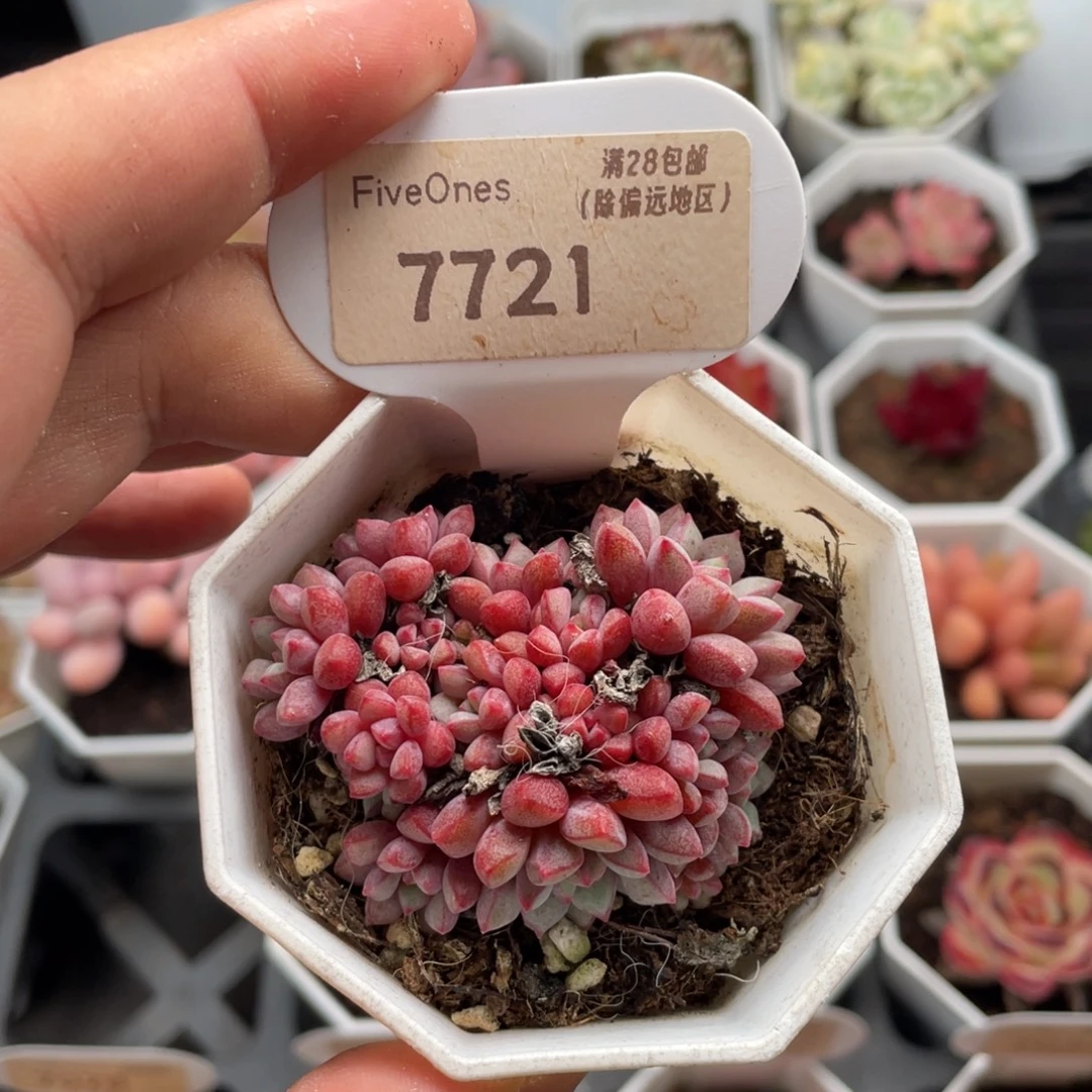 蓝宝石7721-5.5厘米
