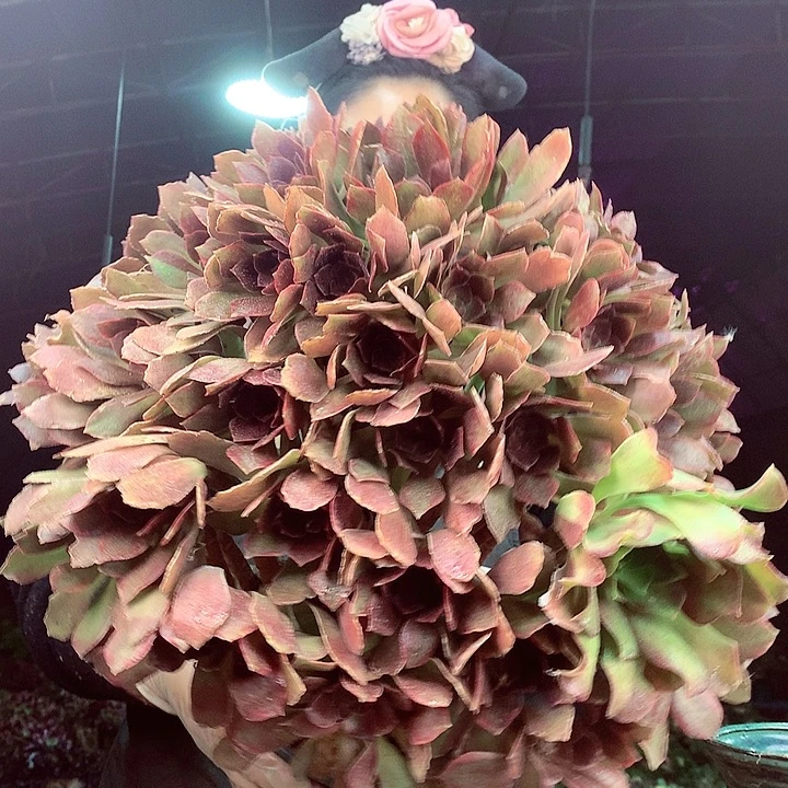 柒柒精品多肉脱土发货不包断侧枝S503