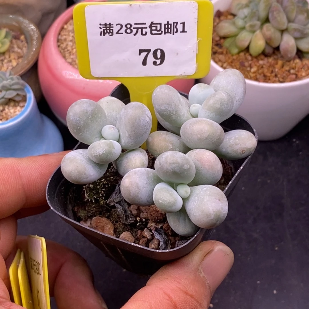 179三头原始奶酪福利