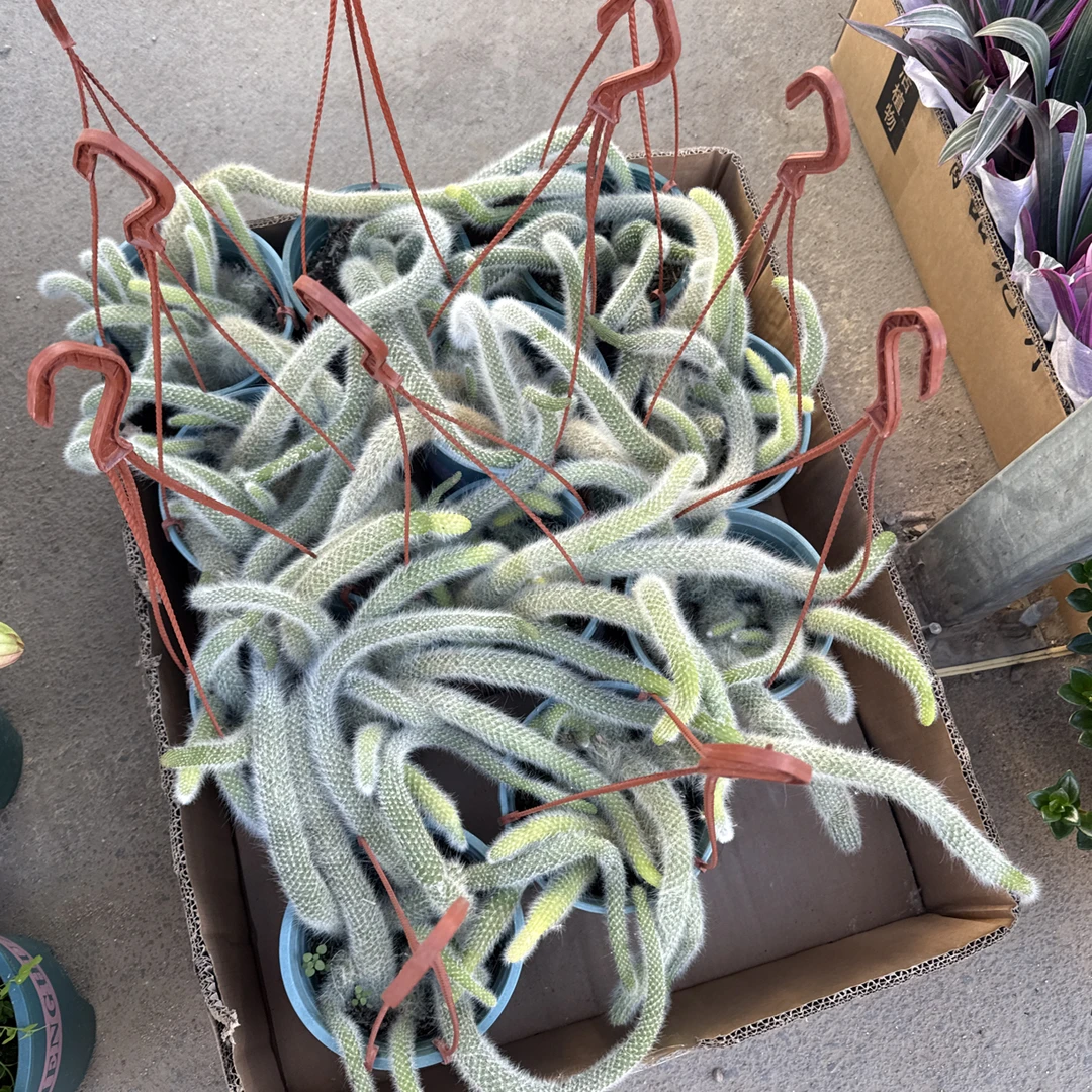 白毛九尾狐多肉 开红花易活好养 垂钓型长毛多肉植物 基地直发