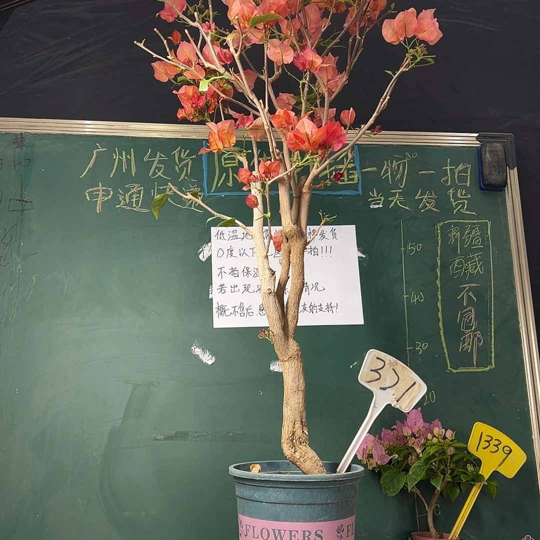 完全开放 90cm 不甜西瓜 原生树头   321