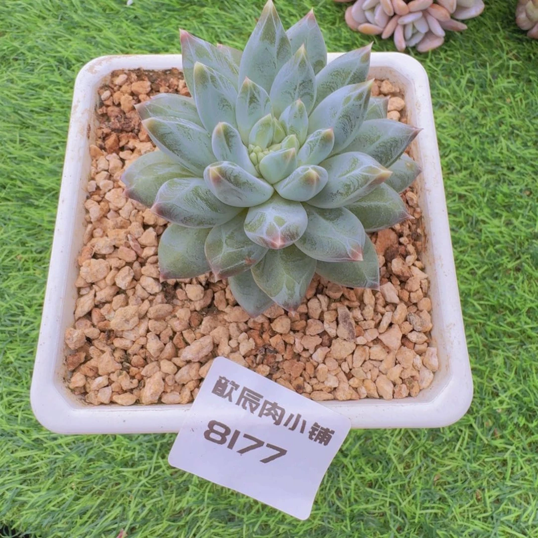 多肉植物新品美人8177