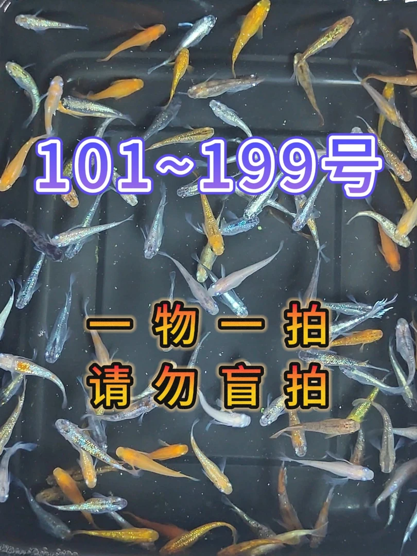 观背青鳉观赏鱼不打氧不过滤0°-40°可活（盲拍发随机鱼）