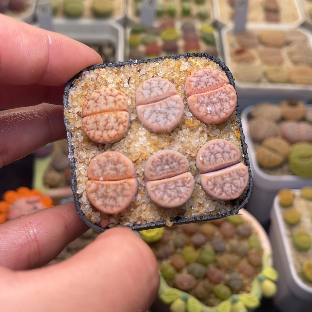 231号带盆包邮发货