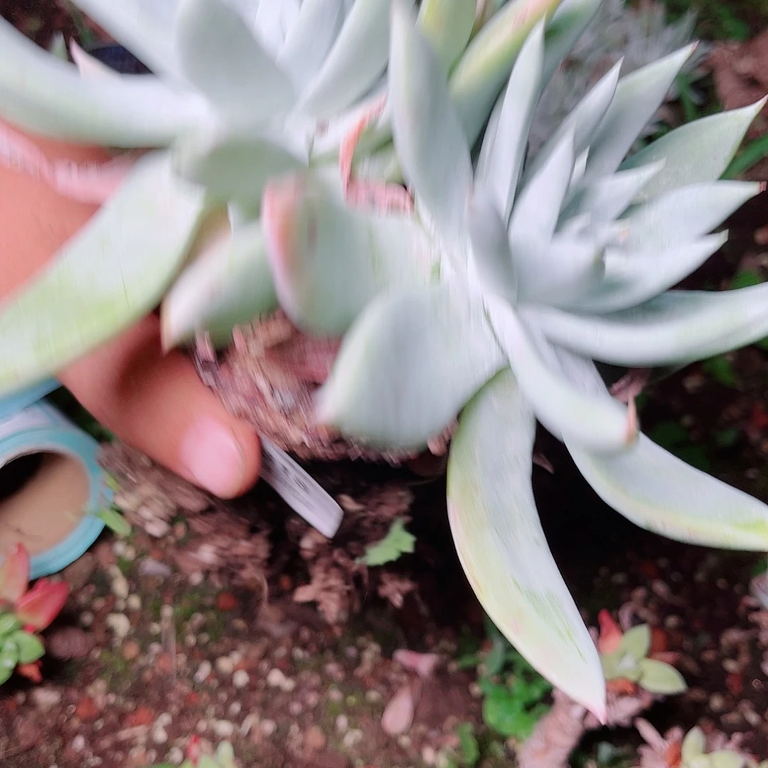 1818雪山啊啊啊啊啊