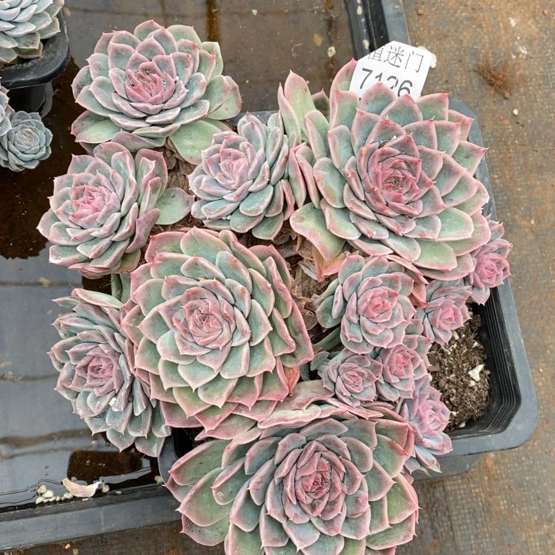 倾***8杂交精品多肉7126~20厘米