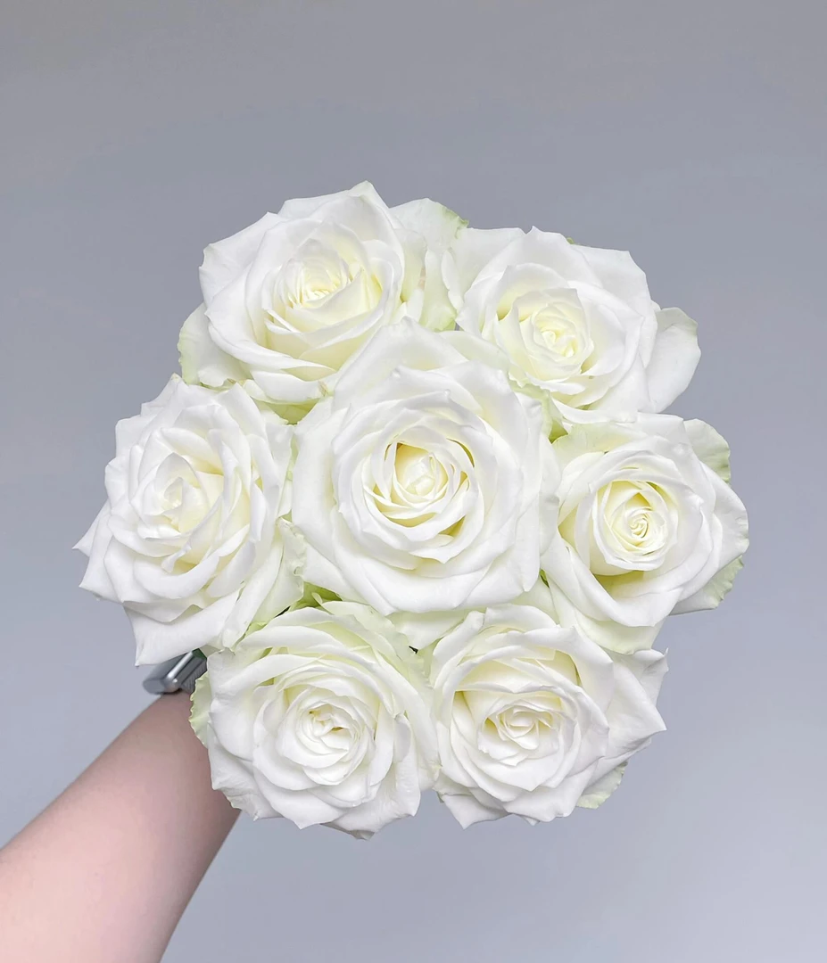 江南玫瑰10支   批发花店摆地摊直发一手货源   家养水养