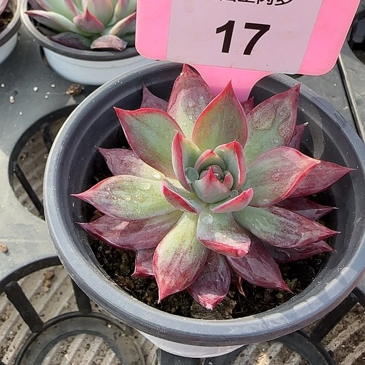 17 惊鸿仙子多肉植物7-9