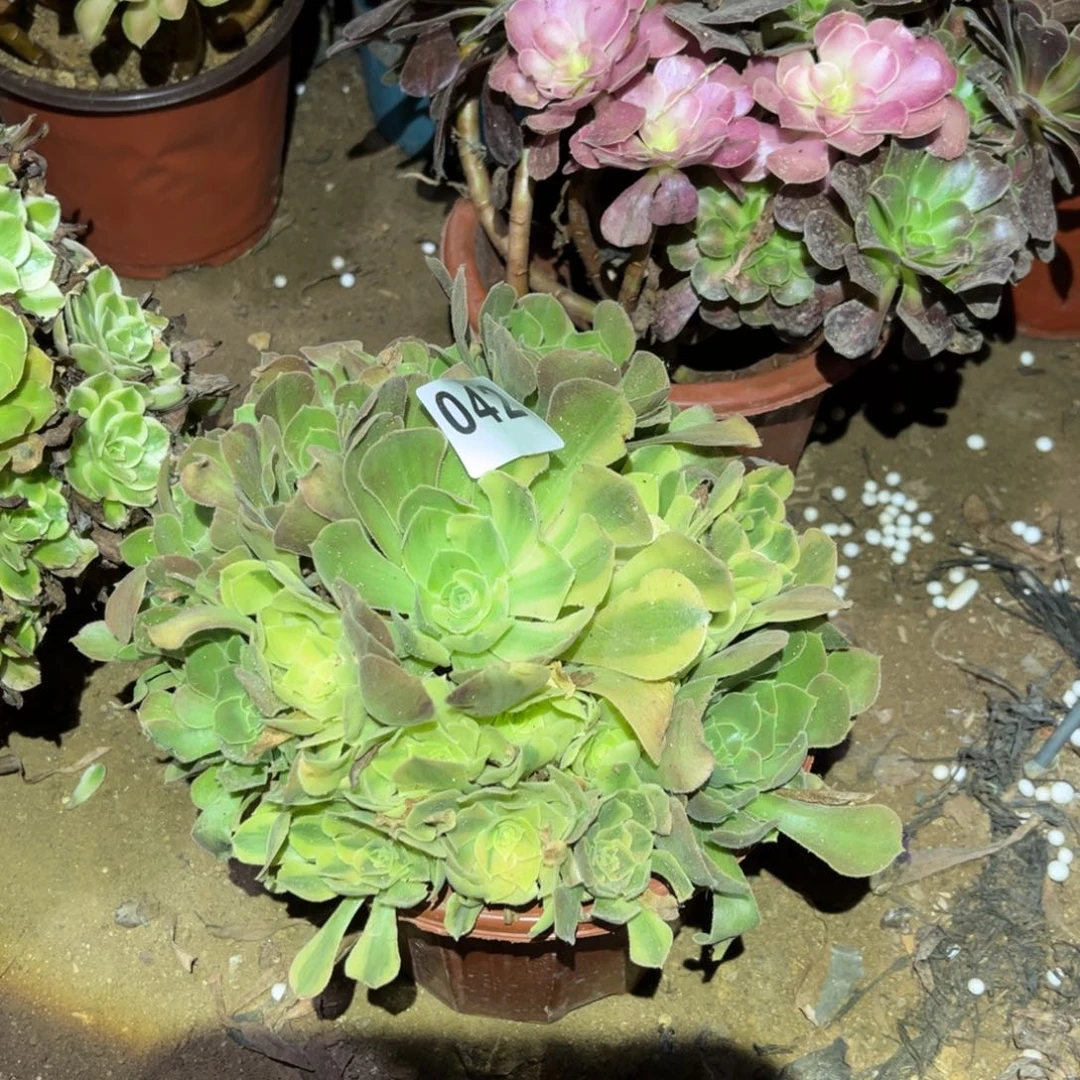 红秀阴阳多肉法师042号