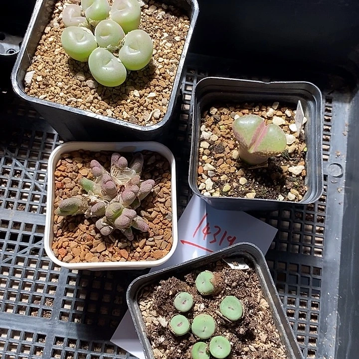 14319。  一组福利。 一组。