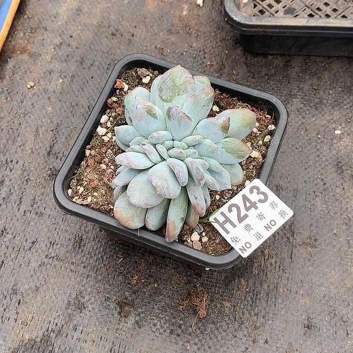 嫦娥缀化 自然群非偏远38包邮 节后发