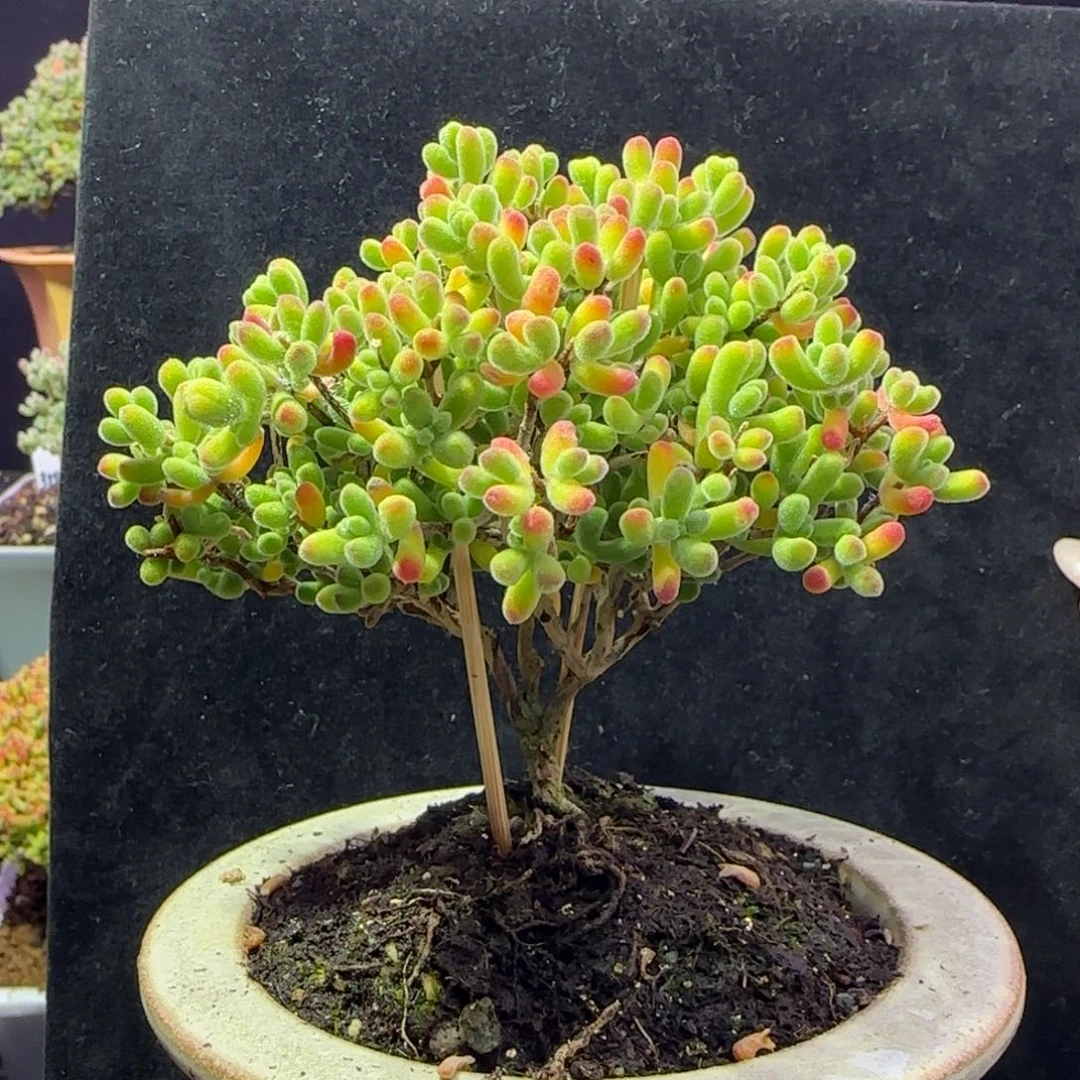 dy158小星星直杆双岔冠幅8.5cm带盆