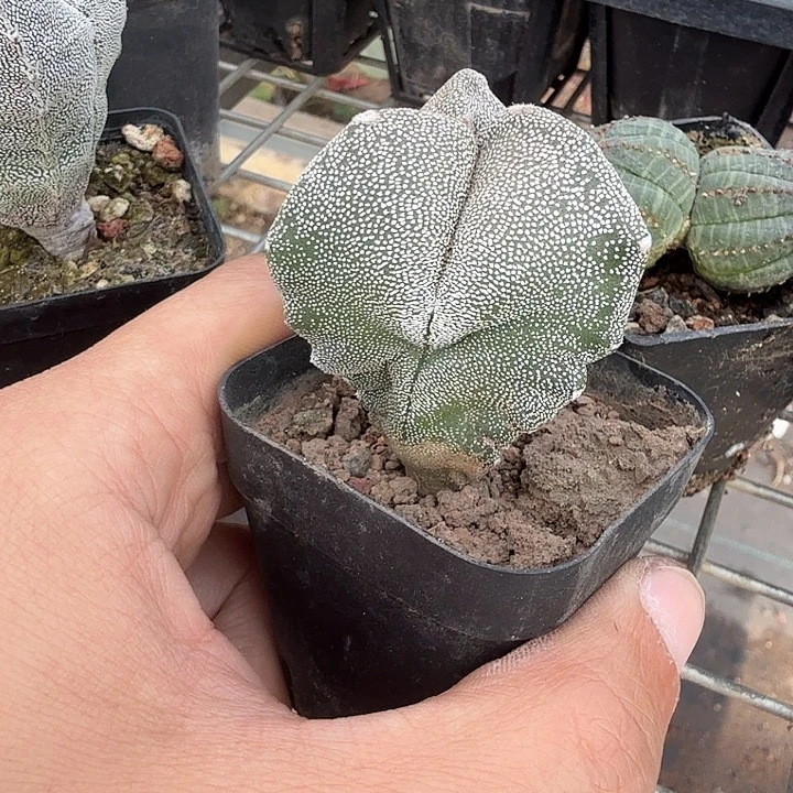 实生三角单头4仙人球