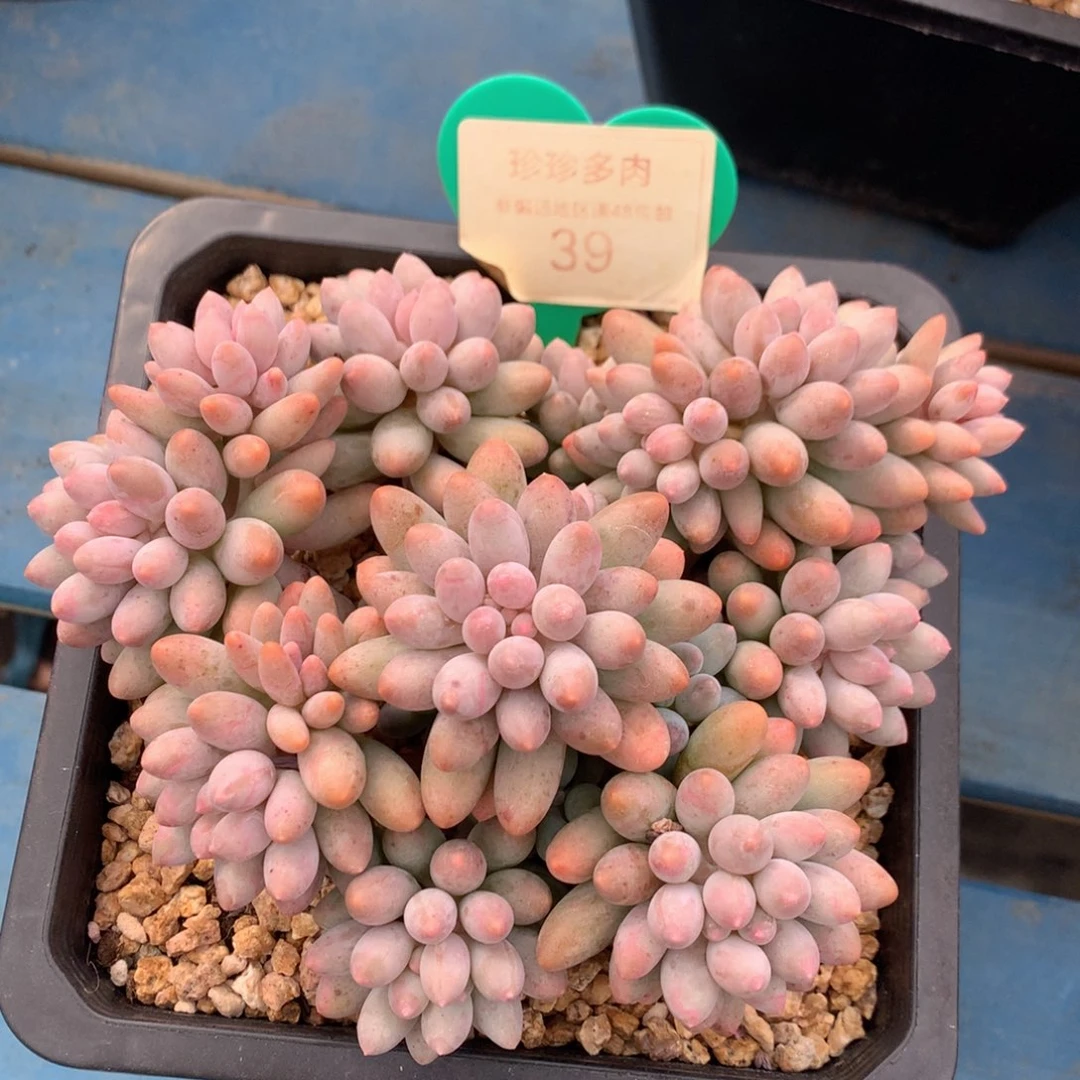 婴儿手指无砍捧花39