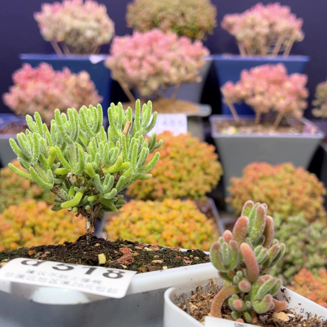 【闪购商品】ʚ**d518白晶，实生晶莹枝干番杏