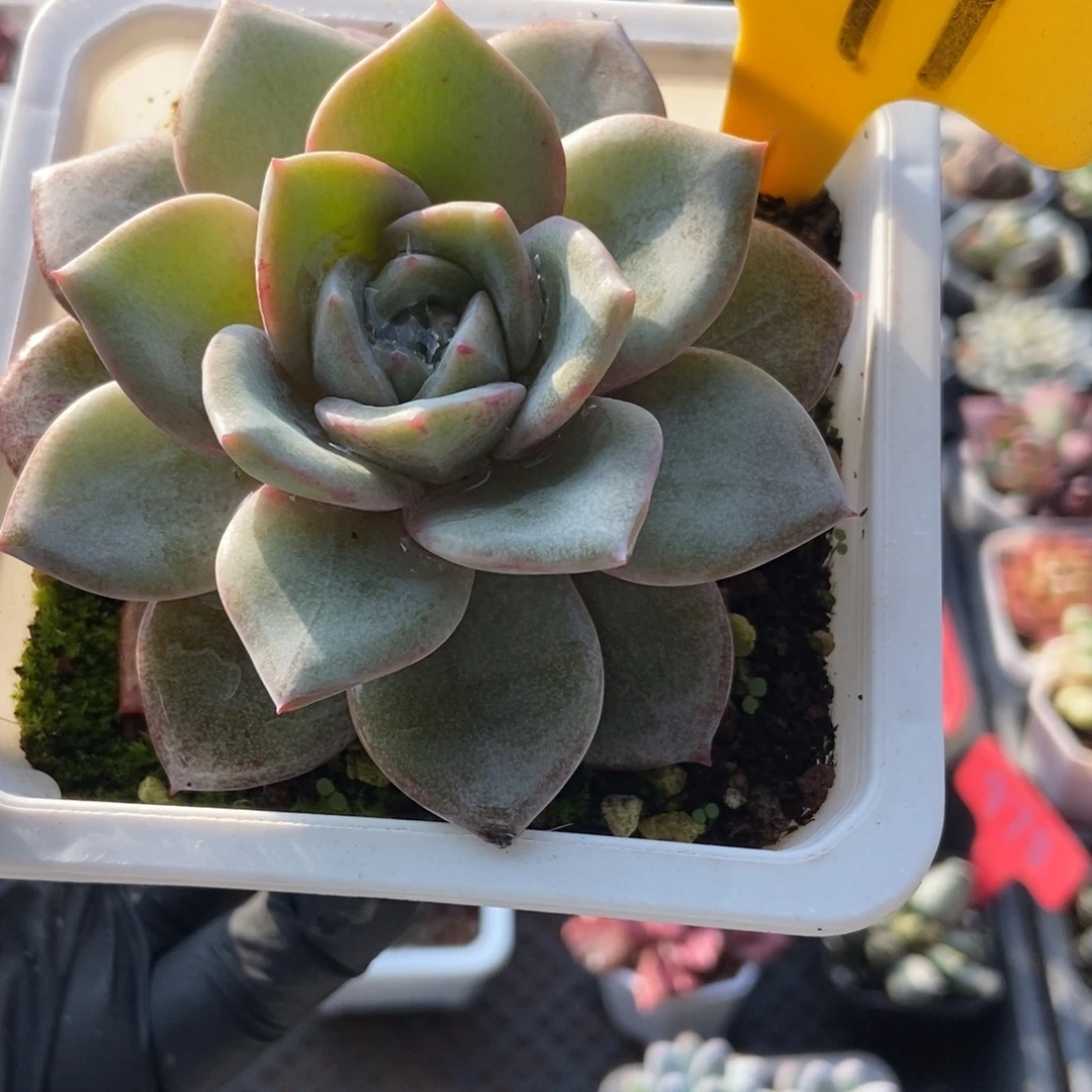 6141德国香槟多肉