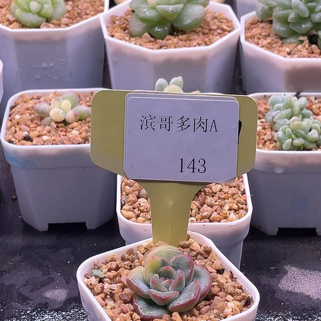 滨哥多肉A143奶油泡芙锦