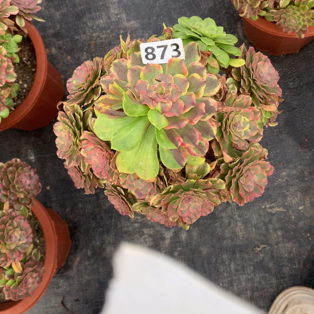 花脸粉黛873法师多肉植物