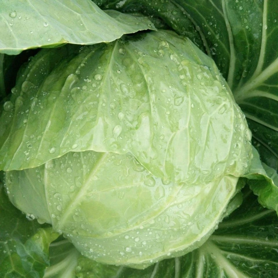现砍现发露天种植霜打绿甘蓝时令蔬菜可清炒凉拌